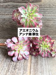 充実苗❣️☆多肉植物 フローレンス錦 エケベリア 韓国苗☆ - メルカリ