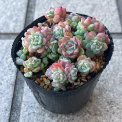 2025年最新】ペレスデラロサエピンクエッジの人気アイテム - メルカリ