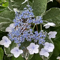 青色アジサイ 26232_1.jpg