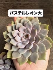 ☆多肉植物 マカベアナ錦 エケベリア 韓国苗☆ - メルカリ