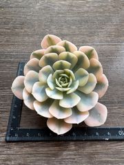 ☆多肉植物 ペガサス エケベリア 韓国苗☆ - メルカリ