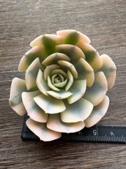 ☆多肉植物 マカベアナ錦 エケベリア 韓国苗☆ - メルカリ