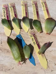 2025年最新】おらいさん苗 青札の人気アイテム - メルカリ