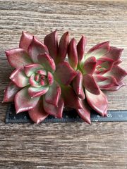 充実苗❣️☆多肉植物 フローレンス錦 エケベリア 韓国苗☆ - メルカリ