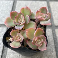 ❤️確認用❤️ミックスベリア❤️プリンセスティアラ❤️抜き苗♪札なし✨メルカリ便✨ ❤️確認用❤️ミックスベリア❤️プリンセスティアラ❤️抜き苗♪札なし✨