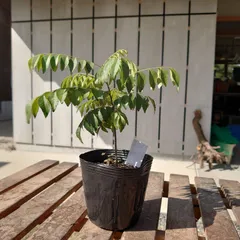 2025年最新】カレーリーフの人気アイテム - メルカリ