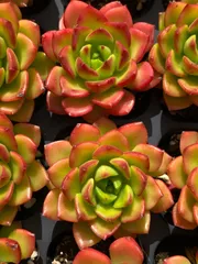 新春セール　MWS1　レジティア　72苗セット　土と根付き　多肉植物　エケベリア　韓国苗　サボテン　詰め合わせ　寄せ植え