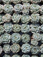 新入荷 15種類セット H233×105苗 土付き 詰め合わせ 多肉植物 新入荷 15種類セット H233×105苗 土付き 詰め合わせ 多肉植物 苗 多肉