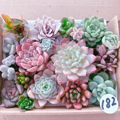 182 多肉植物寄せ植えセット