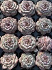 16株の抜き苗セット】ピンクウィッチ 多肉植物 佐川急便発送