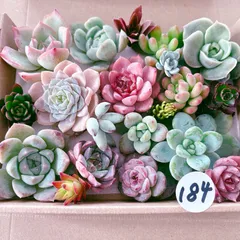 傷多め 50個 カット苗 まとめ売り 格安 81OPyumx8YL._AC_UF1000,