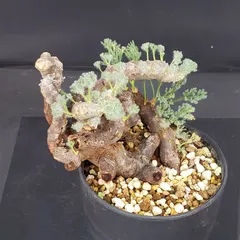 2025年最新】ムルチフィズムの人気アイテム - メルカリ