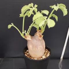 キフォステンマ マクロプス×N/OH　発根済み　コレクション株 キフォステンマ マクロプス 7 Cyphostemma uter macropus 【発根