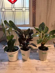 2025年最新】アンスリウムクラリネルビウムの人気アイテム