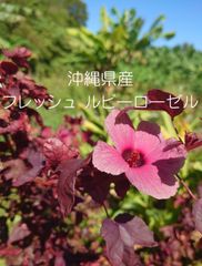 沖縄県産】フレッシュローゼル 300g - メルカリ