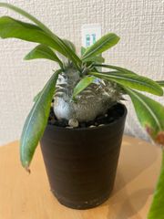 パキポディウムグラキリス 実生 鉢ごと発送 - メルカリ