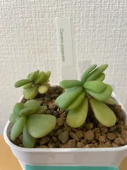 ケラリアピグマエア　セット ケラリア(Ceraria) | プラントブラザーズ