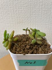 パキポディウムグラキリス実生 現品鉢ごと発送メルカリ便 鉢付き】7 グラキリス3本 実生 パキポディウム - メルカリ