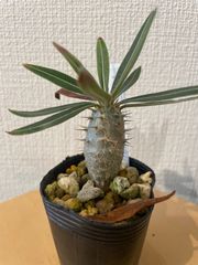 パキポディウムグラキリス 実生 鉢ごと発送 - メルカリ