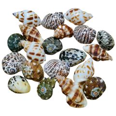 Item thumbnail for item 15f79326-843a-4f08-a496-1157799bb7bf