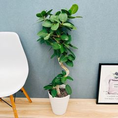 現品］♡美株♡ 60番 フィカス アルテシマ 曲がり 8号 観葉植物 室内