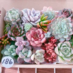 no.185 ぎゅうぎゅう多肉　カット苗セット　宅急便コンパクトで発送！ no.185 ぎゅうぎゅう多肉 カット苗セット 宅急便コンパクトで発送！ no