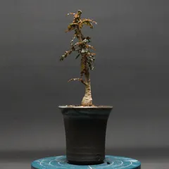 2025年最新】ボスウェリア ナナの人気アイテム - メルカリ