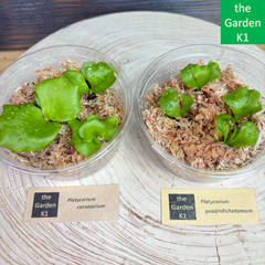 【ビカクシダ】コロナリウム・クアドリディコトマム 幼苗 CQ001 【コウモリラン】