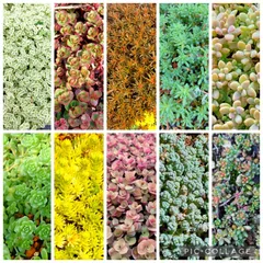 2025年最新】多肉 カット苗の人気アイテム - メルカリ