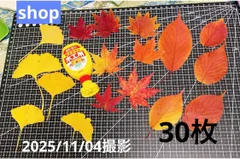 2025年新作　本物　紅葉　もみじ　カエデ　さくら　イチョウ　　落ち葉　工作　押し花　mix  30枚セットのサムネイル