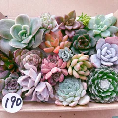 2025年最新】エケベリア セットの人気アイテム - メルカリ