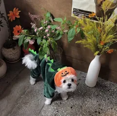 찐ドール様店舗