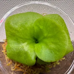 2025年最新】ridleyi pakarangの人気アイテム - メルカリ