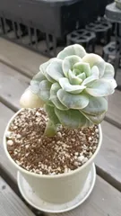 2025年最新】ラブリーローズの人気アイテム - メルカリ