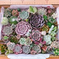 大きめ入り 多肉植物寄せ植えセット