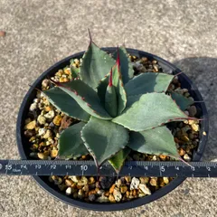 2025年最新】アガベ パリー 姫吉祥天の人気アイテム - メルカリ