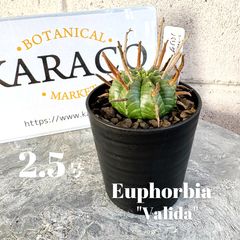 ♡※前Dc1007 未使用保管品 FLAVIA フラビア 植木鉢 ITALY - メルカリ