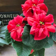 2025年最新】ポインセチア 苗の人気アイテム - メルカリ