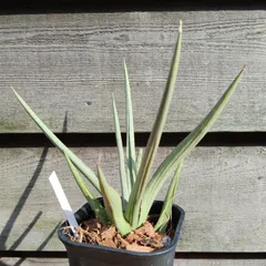 2025年最新】サンセベリアドラゴンの人気アイテム - メルカリ