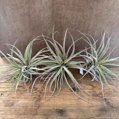 【サンプル】チランジア カピタータ Tillandsia capitata ティランジア エアプランツ エアープランツ 観葉植物 観葉 植物 珍奇植物 珍奇 珍しい レア 希少 ハンギング 吊り下げ 吊るす インテリア プレゼント おしゃれ 育てやすい 母の日