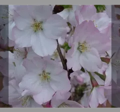 ㉞大きめ苗 さくらホイップ❣️桜大福❣️恋 交配❣️6苗 発根済メルカリ便込 2025年最新】桜 苗木の人気アイテム - メルカリ