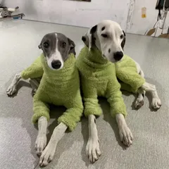 超レトロ 新品 イタリアグレーハウンド サイズが大きい 2025年最新】グレーハウンドの人気アイテム - メルカリ