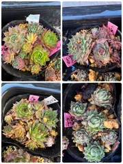 2025年最新】センペル ビウム セットの人気アイテム - メルカリ