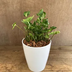 シンゴニウム　不明種　白陶器鉢　現品　品種不明  Syngonium シンゴニウム シンゴニューム シンゴジューム ポドフィルム  観葉植物 観葉 植物 インテリア プレゼント おしゃれ かわいい  おうち時間 グリーン