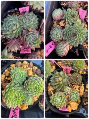 2026年最新】センペルビウムセットの人気アイテム - メルカリ