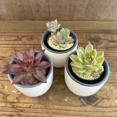 多肉植物　３個セット（レッドソウル、ムーンシャイン、不明）現品 観葉植物 観葉 植物 多肉 カクタス サボテン ハオルチア インテリア プレゼント ミニ 小さい おうち時間
