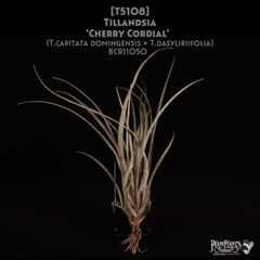 送料無料】Billbergia 'Arribella'〔ビルベルギア〕現品発送B300