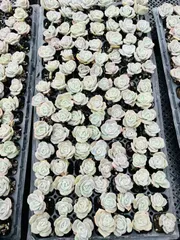 新発売　LL066　ラブリーローズ　105苗セット　土と根付き　多肉植物　エケベリア　韓国苗　サボテン　詰め合わせ　寄せ植え