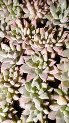 か*ん様 H725　バンシー　16株　抜き苗　多肉植物 エケベリア 韓国苗 か*ん様 H725 バンシー 16株 抜き苗 多肉植物 エケベリア 韓国苗 か*ん