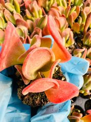 8株の抜き苗セット】ディックライト 多肉植物 佐川急便発送 エケベリア